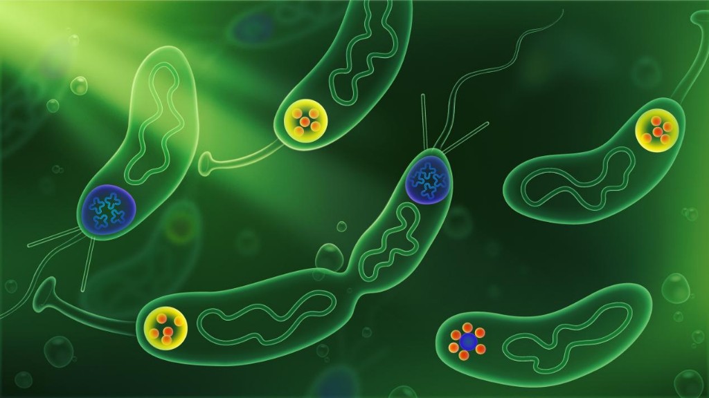 蛋白也能形成“结界”?探索微生物细胞不对称性分裂的调控机制